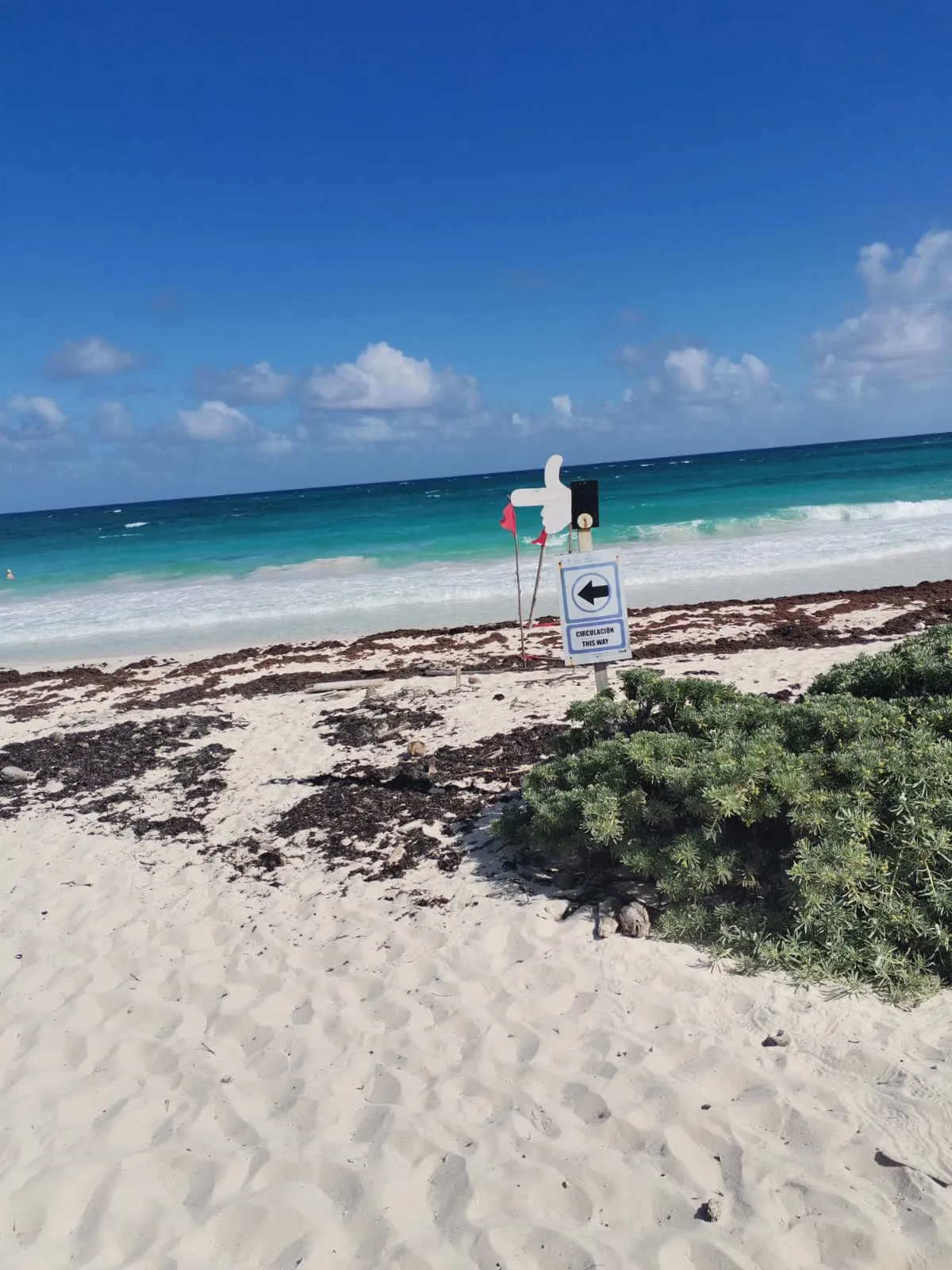 Vegetación de duna frente al Caribe