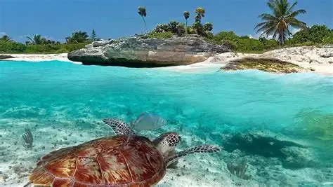 Tortuga marina en las aguas de Xcacel